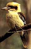 A Kookaburra